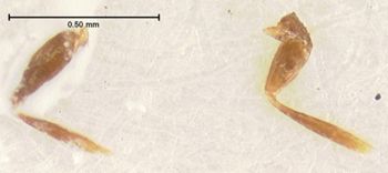 Media type: image;   Entomology 6577 Aspect: body parts 2